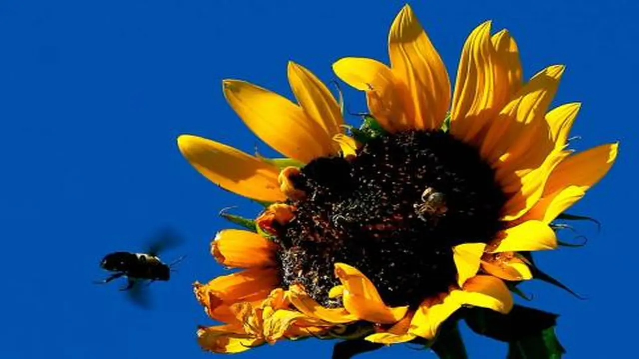 توقعات بحالة من عدم الاستقرار الجوي وهطول أمطار على بعض المناطق